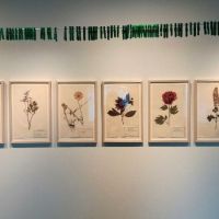 Pihoja ja puutarhoja / Yards, gardens, 2025